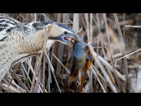 Видео: Какую птицу в Великобритании сложнее всего сфотографировать?