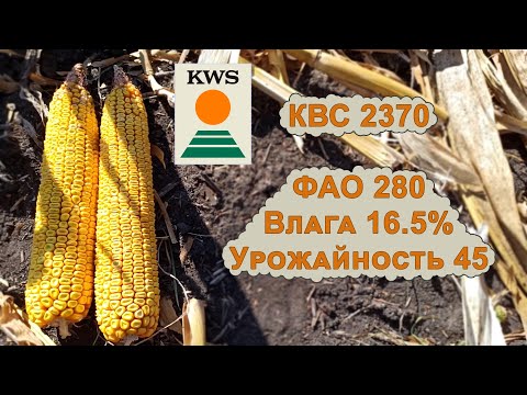 Видео: 10.10.2021 Уборка кукурузы КВС 2370