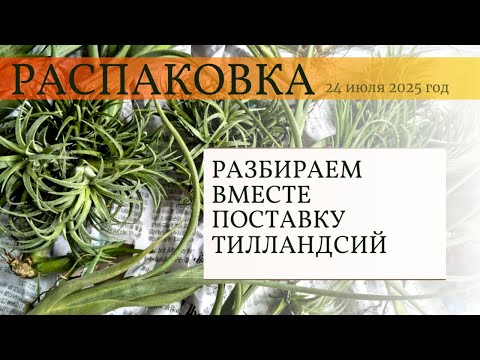 Видео: Распаковка поставки тилландсий 24.07.2025