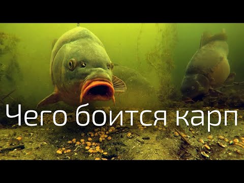 Видео: 6. Инстинкт самосохранения карпа