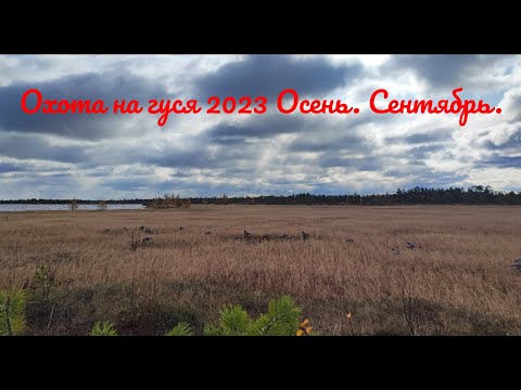 Видео: Сгонял на избушку. Охота на гуся 2023. ХМАО. Осень. Сентябрь