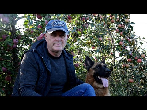 Видео: Захист саду від плодожерки.Чому падають яблука.Коли збирати урожай  яблук.