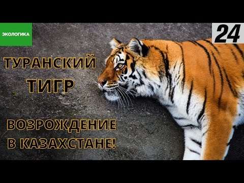 Видео: Возрождение туранских тигров в Казахстане | Экологика