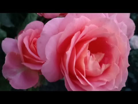 Видео: Осенний микс! Эмануэль, Вивьен Вествуд, Дам Де Коур и др...