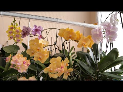 Видео: ОРХО ДЕНЬ. Африканский закат в Матрешке "СОШЕЛ С УМА"...