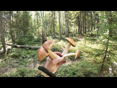Видео: ПИК ГРИБОВ В СЕНТЯБРЕ 2025. КАРЕЛИЯ !