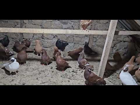 Видео: Как голуби чувствуют себя после вакцинации !! Гоняем остаток молодёжи.