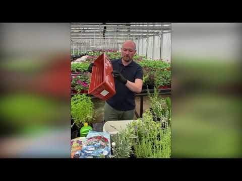 Видео: Прямые эфиры Что можно посадить на окно или балкон