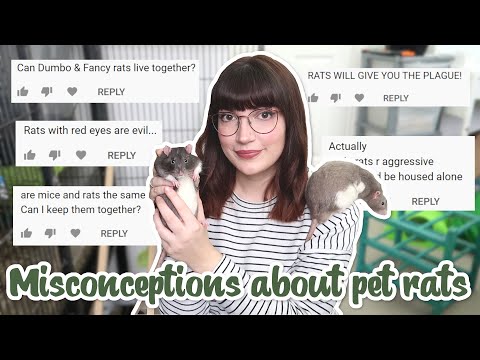 Видео: Распространенные заблуждения о домашних крысах