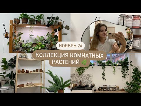 Видео: Коллекция комнатных растений в студии керамики 🌿 | Ноябрь’24