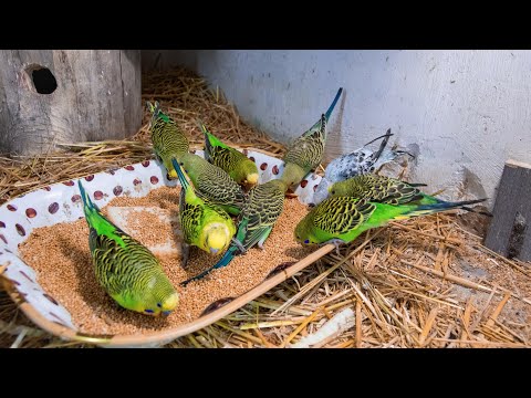 Видео: Cheerful Singing Budgerigars. Веселий спів папуг