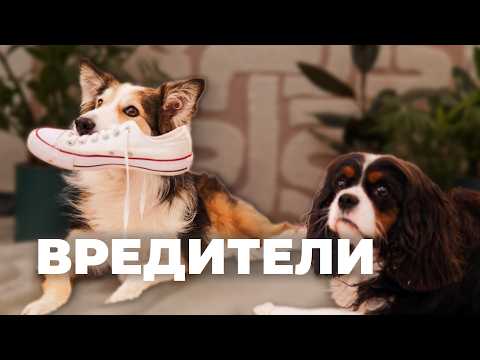 Видео: Отучить собаку грызть вещи 🐶 Щенок один дома ломает всё