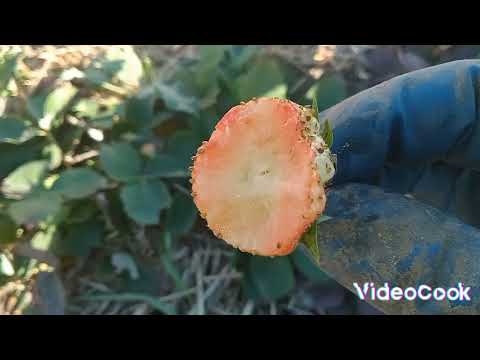 Видео: Моя колекція НСД (ремонтантних) сортів полуниці