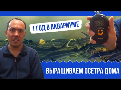 Видео: Выращиваем осетра в аквариуме / результат за 1 год