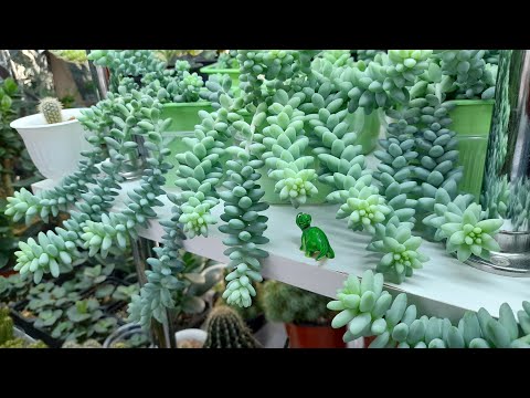 Видео: 🩷ПРО☕️ОЧИТОК Моргана УХОД РАЗМНОЖЕНИЕ СУККУЛЕНТЫ🌿