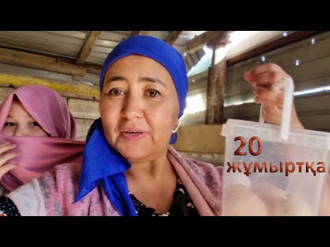 Видео: Тауықтан 20 жұмыртқа қалай алуға болады