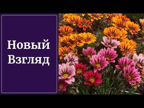 Видео: 🌼Цветы октября. Неожиданная холодостойкость африканской ромашки. Гацания🌼