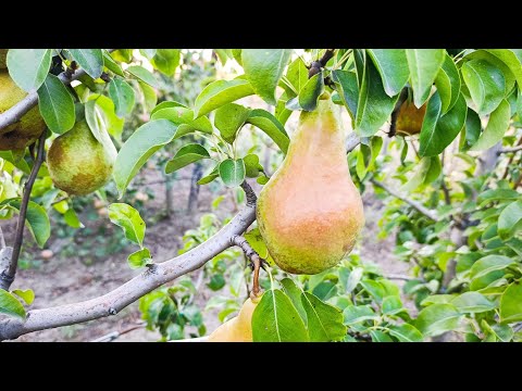 Видео: Груша Ноябрьская Молдовы
