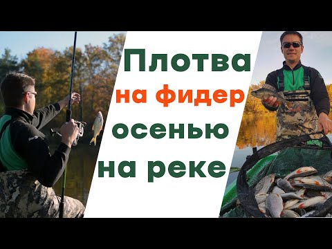 Видео: Ловля плотвы осенью на реке на фидер