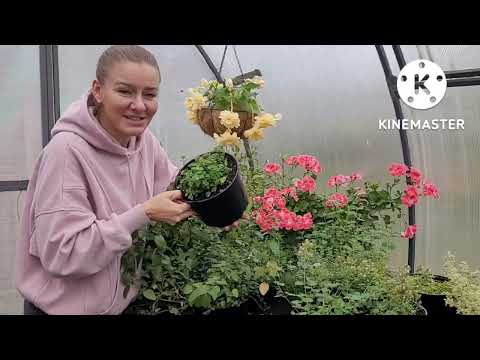 Видео: Как сохранить ТРАВЫ зимой? Мята, мелисса, душица, розмарин зимовка растений в подвале, советы и опыт