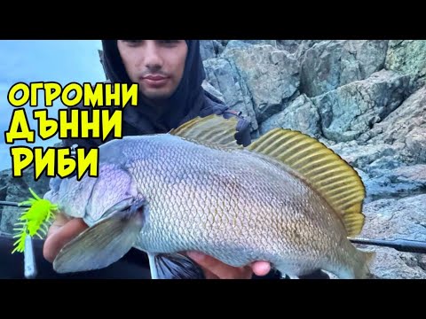 Видео: ОПАСНИТЕ РИБИ В ЧЕРНО МОРЕ!? Риболов на дънни риби в ЧЕРНО МОРЕ.