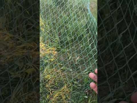 Видео: Посадка бредня 7 часть