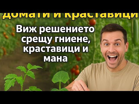 Видео: Само 2 съставки спасяват домати и краставици – виж решението срещу гниене и мана