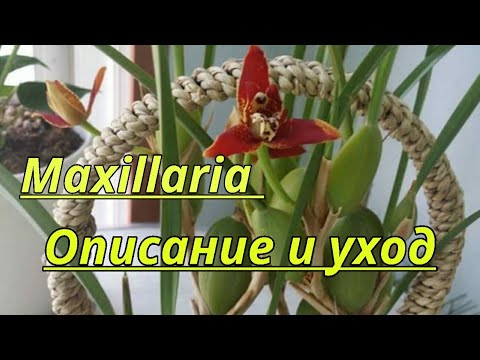 Видео: Максиллярия описание и уход.( Maxillaria tenuifolia, Maxillaria Men.Ben.Berliner.)
