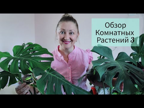 Видео: Обзор Комнатных Растений 🪴 3 часть