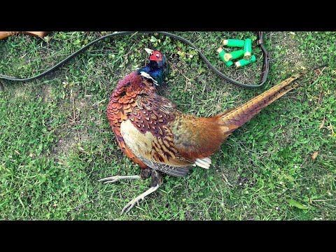 Видео: Лов на Колхидски Фазан (Част-1) HD