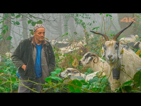 Видео: Выпас коз в туманном лесу | Документальный фильм ▫️4K▫️