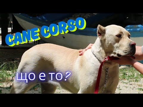 Видео: Кане Корсо. Cane Corso. Що е то? Всичко за породата от извора.