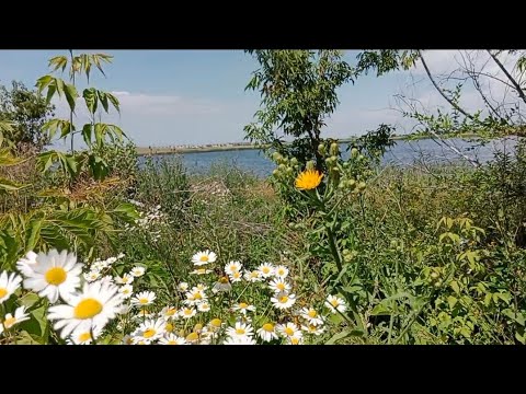 Видео: Старые дачи, поселок Актау