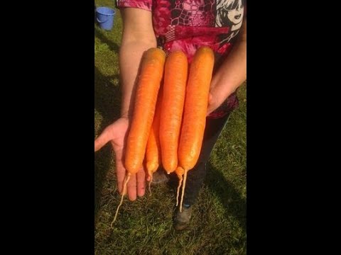 Видео: Универсальный Способ Посадки МОРКОВИ без Прореживания 📌💯 Вырастить Крупную МОРКОВЬ Легко🥕🥕🥕