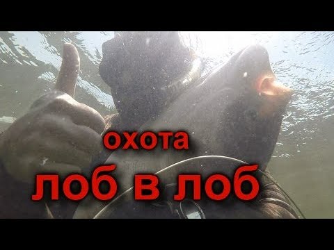 Видео: ПОДВОДНАЯ ОХОТА СПЛАВОМ!!! Spearfishing in Volga 2019! Подводная охота на Волге!!!Амур, Толстолобик!