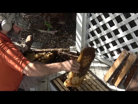 Видео: Человек-пчела против пчел в беседке