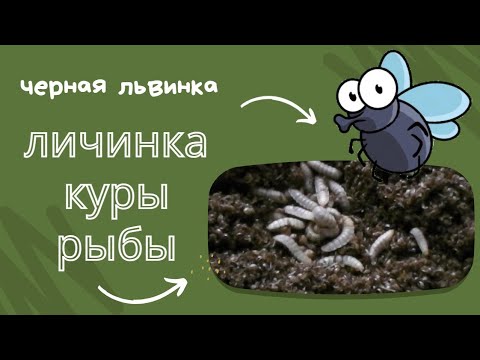 Видео: Личинка, куры, рыбы