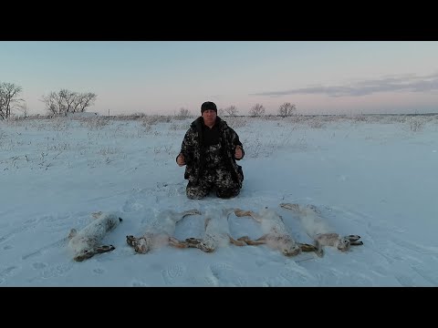 Видео: Охота на зайца загоном