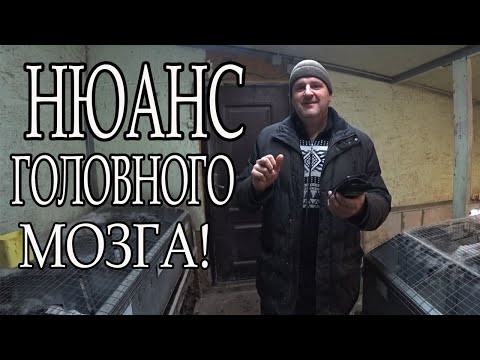 Видео: ДАРЮ КЛЕТКИ НАБЛЮДАТЕЛЬНЫМ!