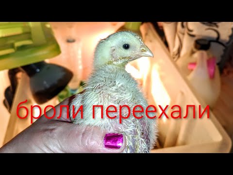 Видео: Ну вот и переселение бройлеров! Новости🤗