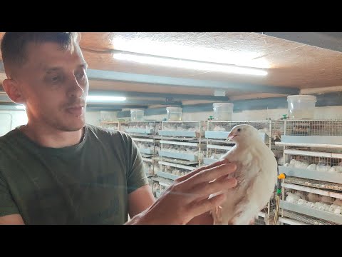 Видео: Час из жизни перепеловода, переселяем молодняк