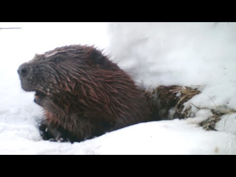 Видео: Зимняя жизнь бобров