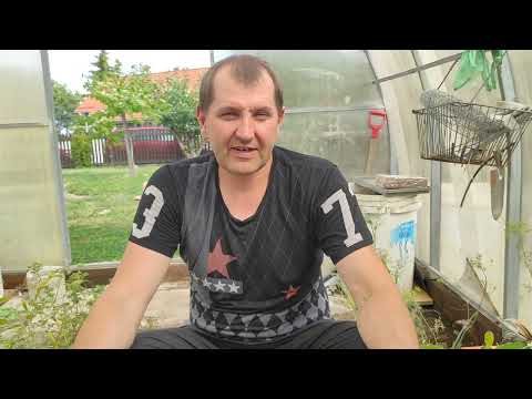 Видео: Плодоношение инжира в горшке. Отправка растений.