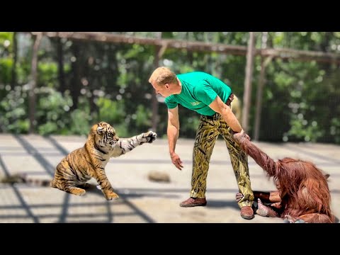 Видео: В Тайган приехал Николай Карпович Павленко проведать суматранских тигров!