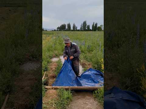 Видео: 🔥Арычный полив глазами белоруса