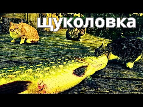 Видео: Идеальная снасть для зарослей , про которую знают не все