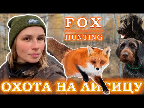 Видео: Загонная охота на лисицу / Fox hunting with a hound dog