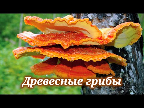 Видео: Древесные грибы. Редчайшие лечебные грибы. Блюдо из вешенок