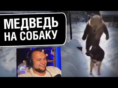 Видео: НЕОБЫЧНЫЕ МЕМЫ -  МЕДВЕДЬ НАПАЛ НА СОБАКУ Реакция Дезертода