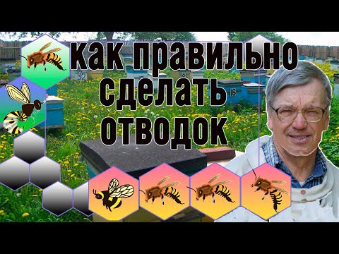 Видео: Как правильно сделать Отводок на зимовалую матку